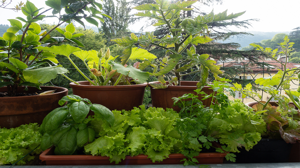Jardins en pot : comment créer un espace de verdure sur votre balcon ou votre patio