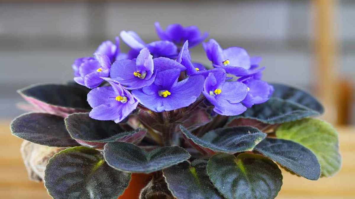 Comment faire fleurir vos violettes africaines : conseils et astuces