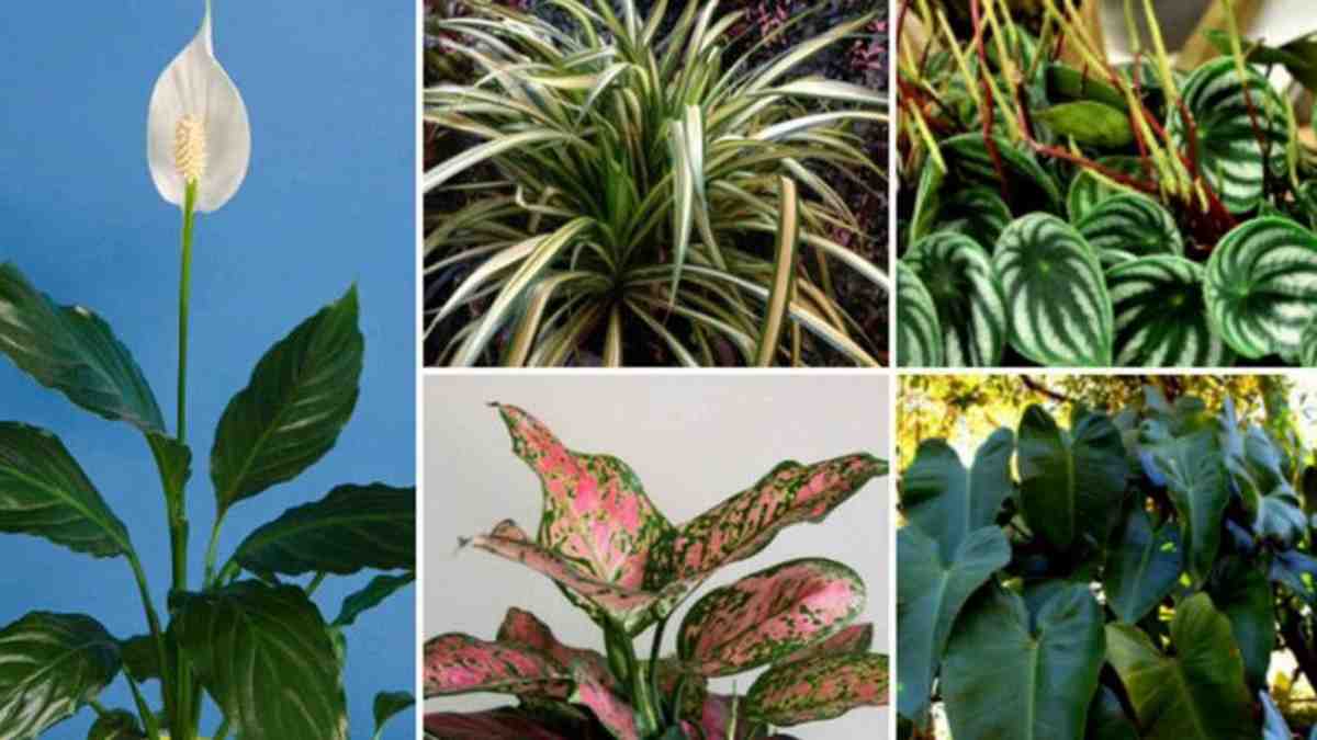 10 plantes d’intérieur qui n’ont pas besoin de soleil pour pousser !