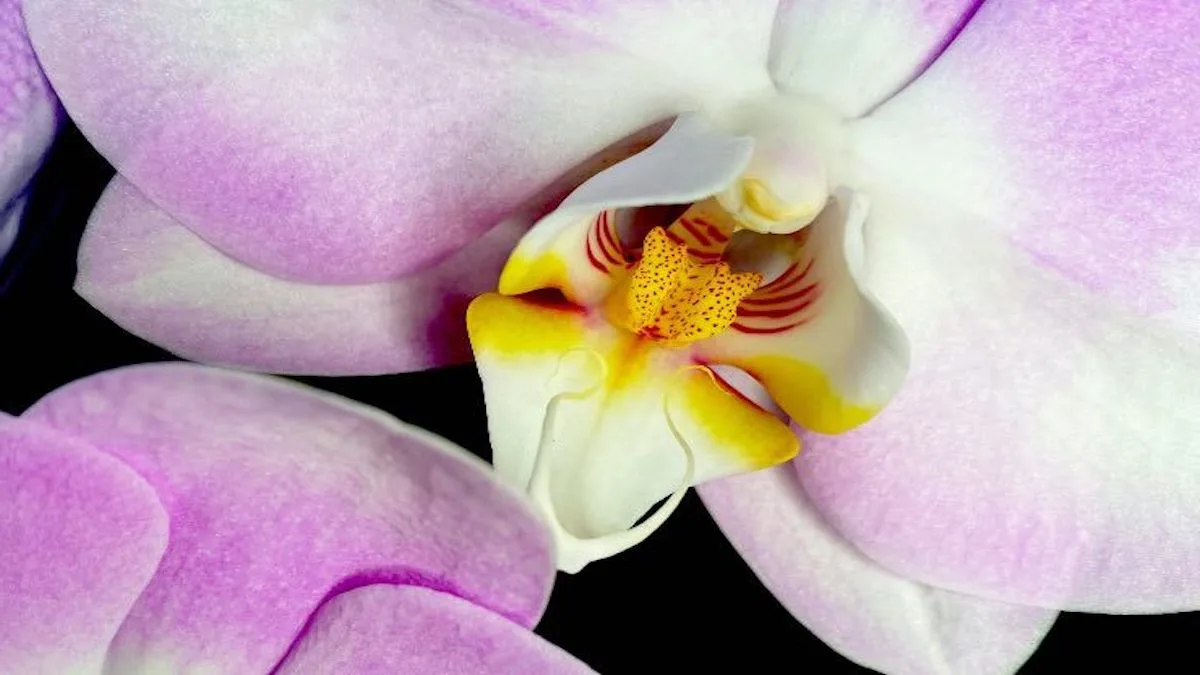 Orchidée : principales caractéristiques, curiosités et informations utiles