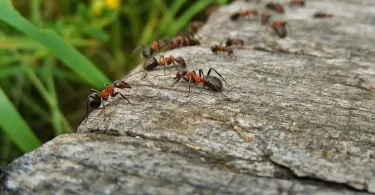 Une méthode efficace pour lutter contre les fourmis et les cafards !