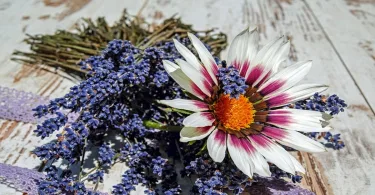 Gazania, la plante qui rendra votre jardin plus coloré