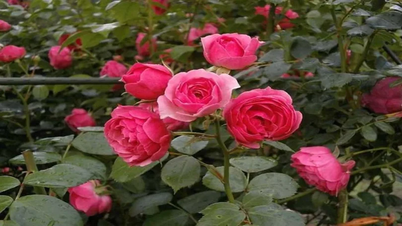 Conseils de jardinage pour favoriser l'épanouissement exceptionnel des roses en août