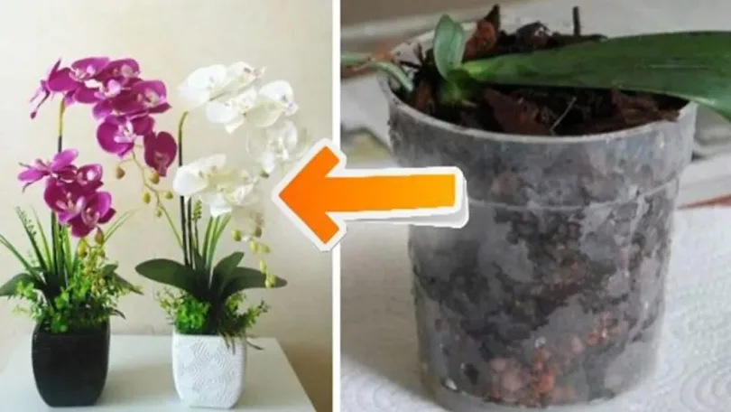 10 astuces simples et pratiques pour faire fleurir les orchidées à la maison