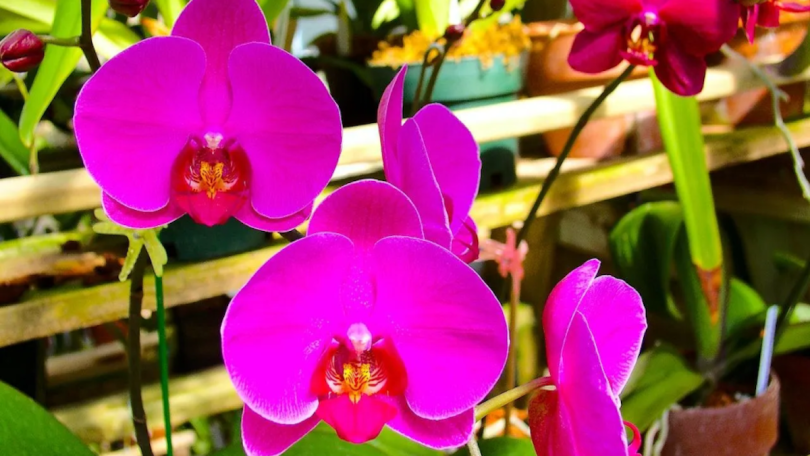 Astuce pour avoir deux orchidées en une avec un simple secret de jardinage