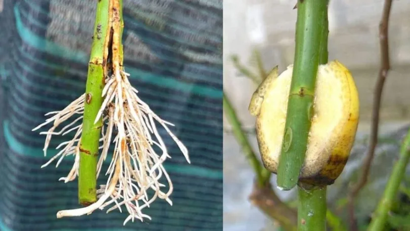 Comment extraire les branches de rose avec des bananes, maintenant, n'importe qui peut le faire: la méthode naturelle