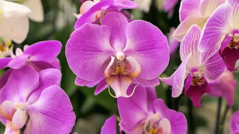 Comment faire refleurir votre orchidée