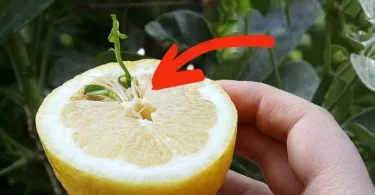 Comment germer les graines de citron, dévoilé tactique est infaillible chaque pépinière -