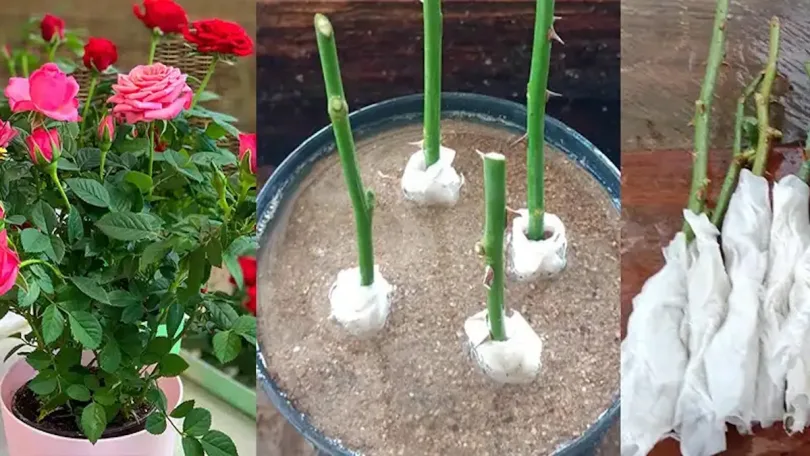 Comment propager des roses à partir de boutures en utilisant du papier toilette