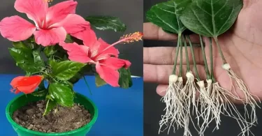 Comment reproduire de l'Hibiscus à partir de feuilles – Nouvelle méthode très simple !