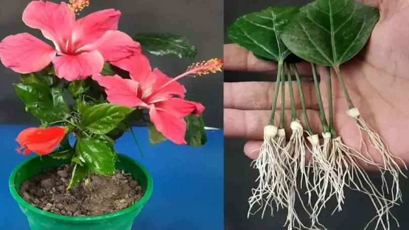 Comment reproduire de l'Hibiscus à partir de feuilles – Nouvelle méthode très simple !