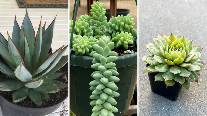 Les 6 plantes succulentes les plus résistantes au froid : elles poussent sainement même sur le balcon