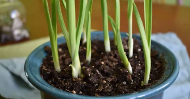 Planter de l'ail en pot : quand et comment le faire ? Notre conseil simple, c'est ici !