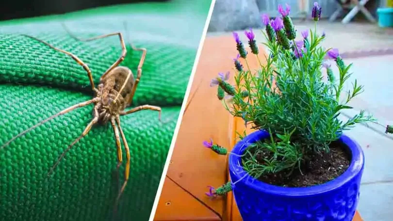Plantes Anti-Insectes pour un intérieur serein : découvrez 5 solutions naturelles en jardinage