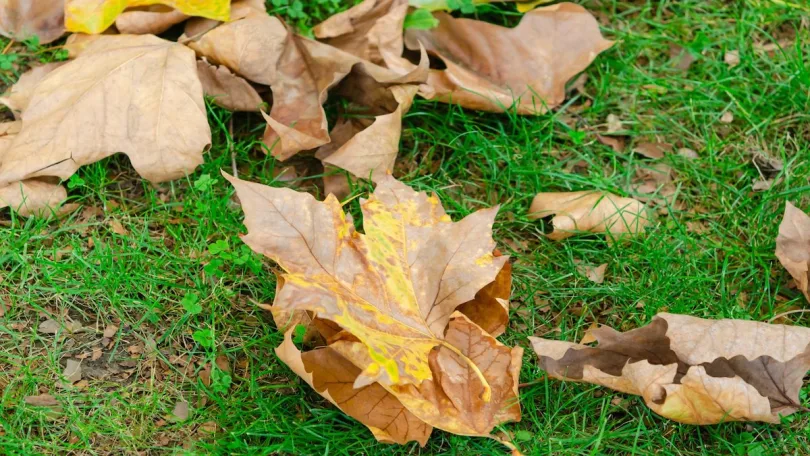 Recyclage des feuilles séchées : la méthode que vous ne connaissez certainement pas !