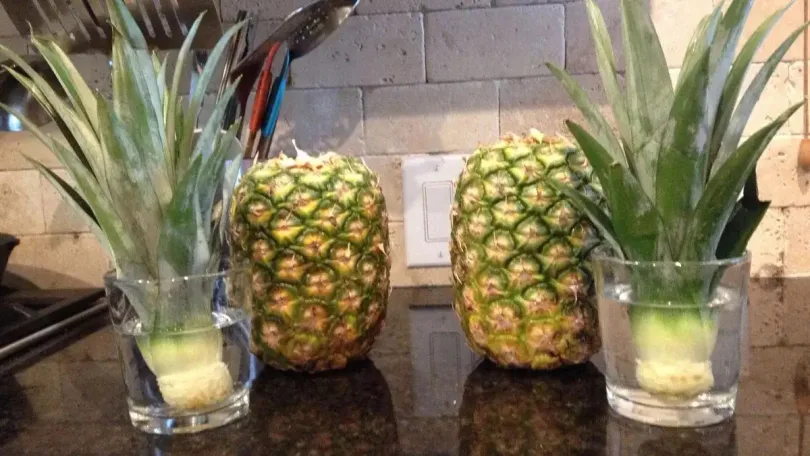 Un guide simple pour faire pousser des ananas dans l’eau à la maison