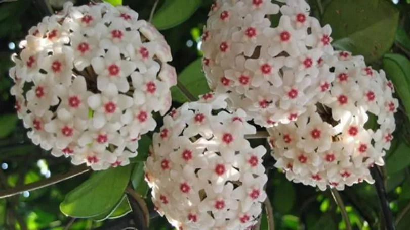 Comment faire fleurir la fleur de cire (Hoya) pour avoir des centaines de fleurs