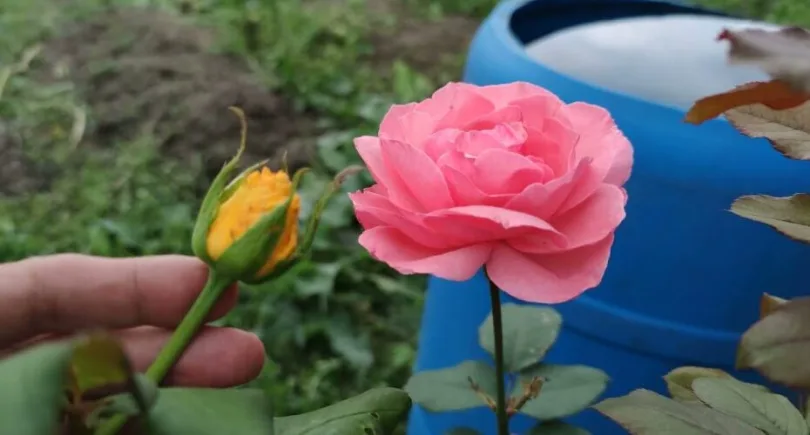 Comment greffer une rose dans une autre variété- enfin révélé le truc